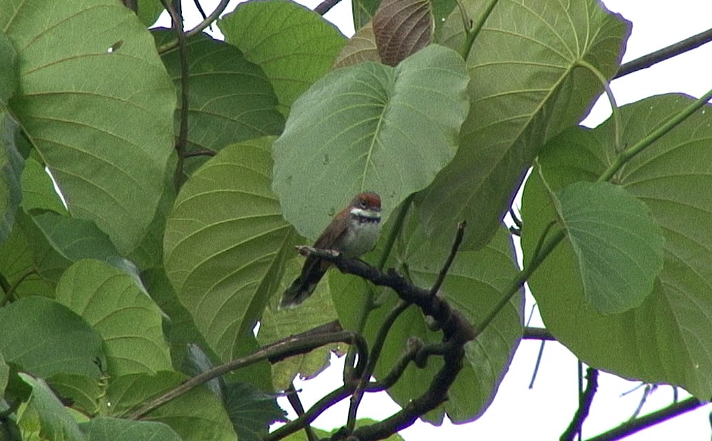 Solomons Rufous Fantail (Rufous-backed) - ML205058241