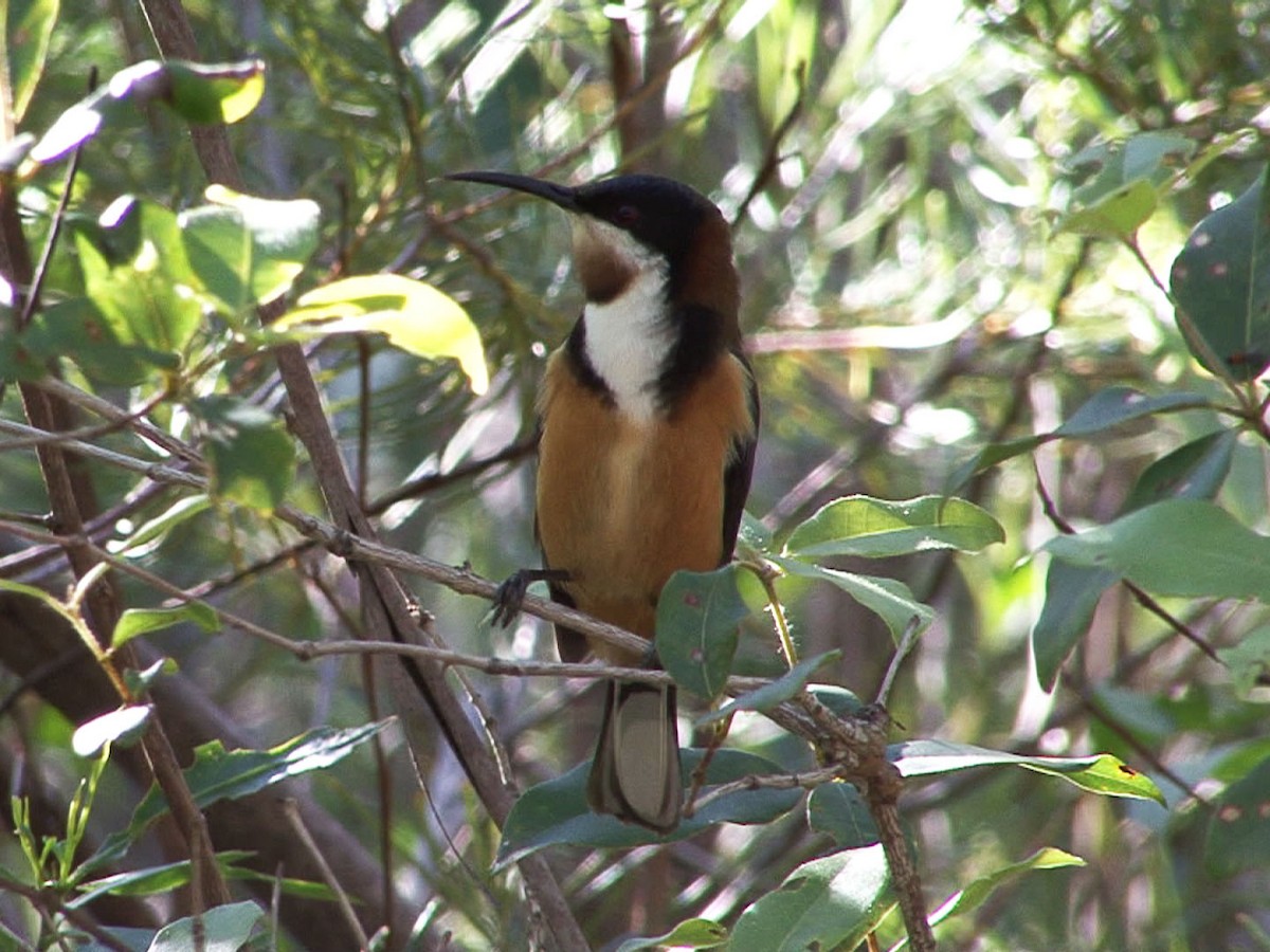 Eastern Spinebill - ML205058251