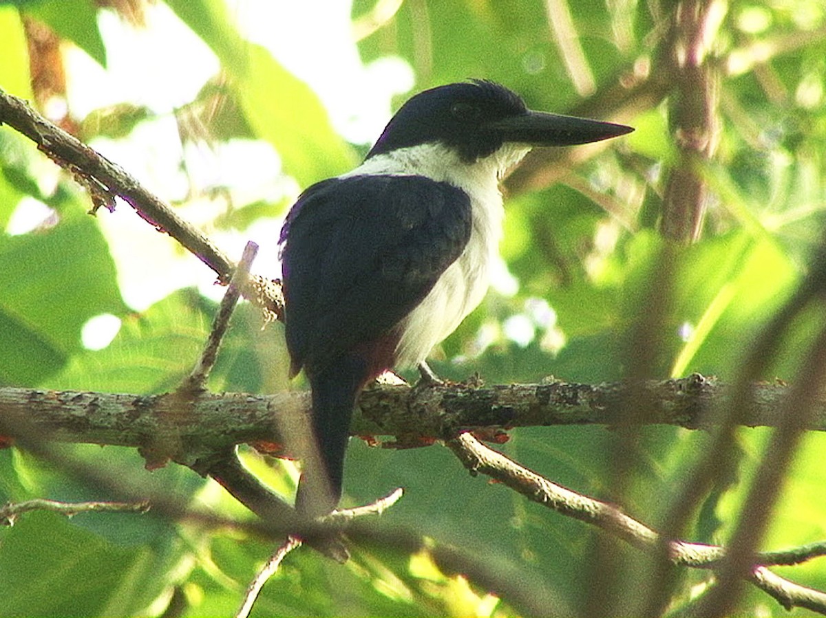 Ultramarine Kingfisher - ML205058381