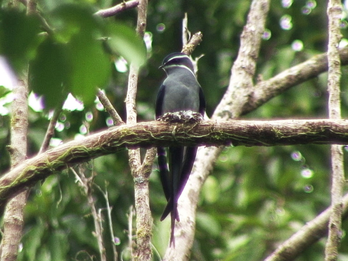 Moustached Treeswift - ML205058441