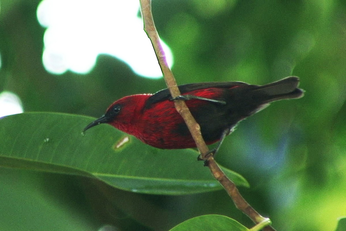 Myzomèle cardinal - ML205058471