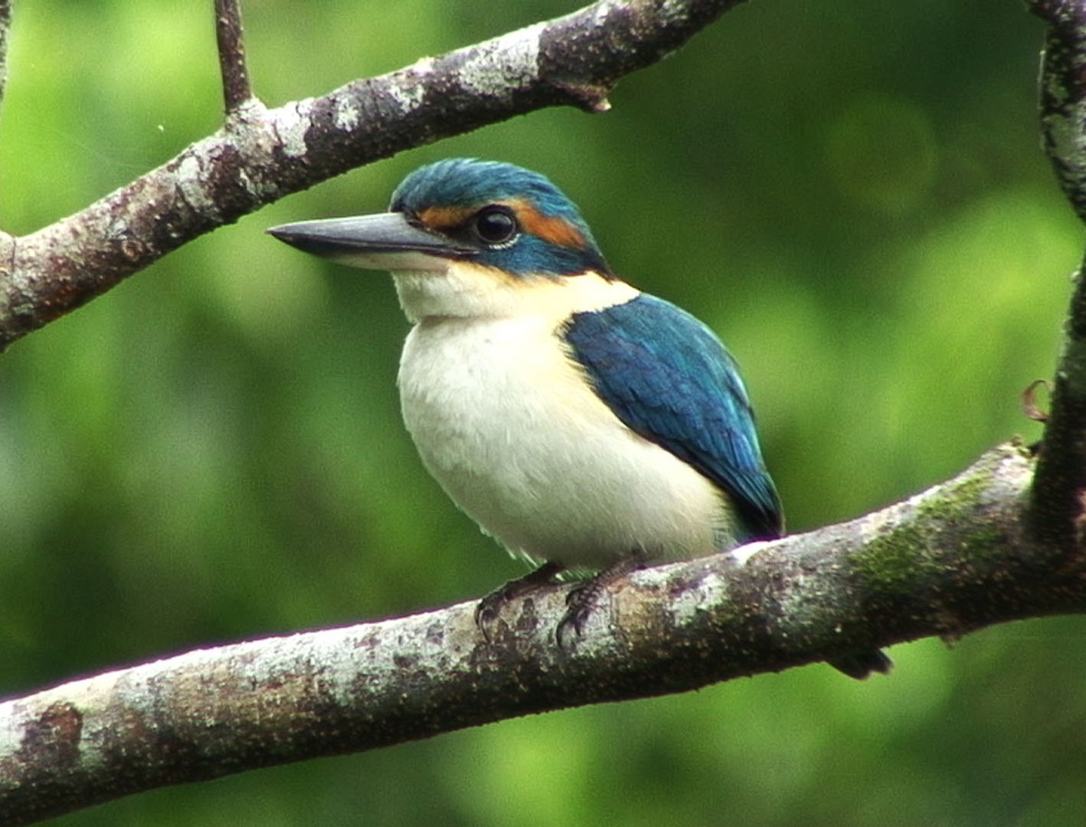 Pacific Kingfisher - ML205058481