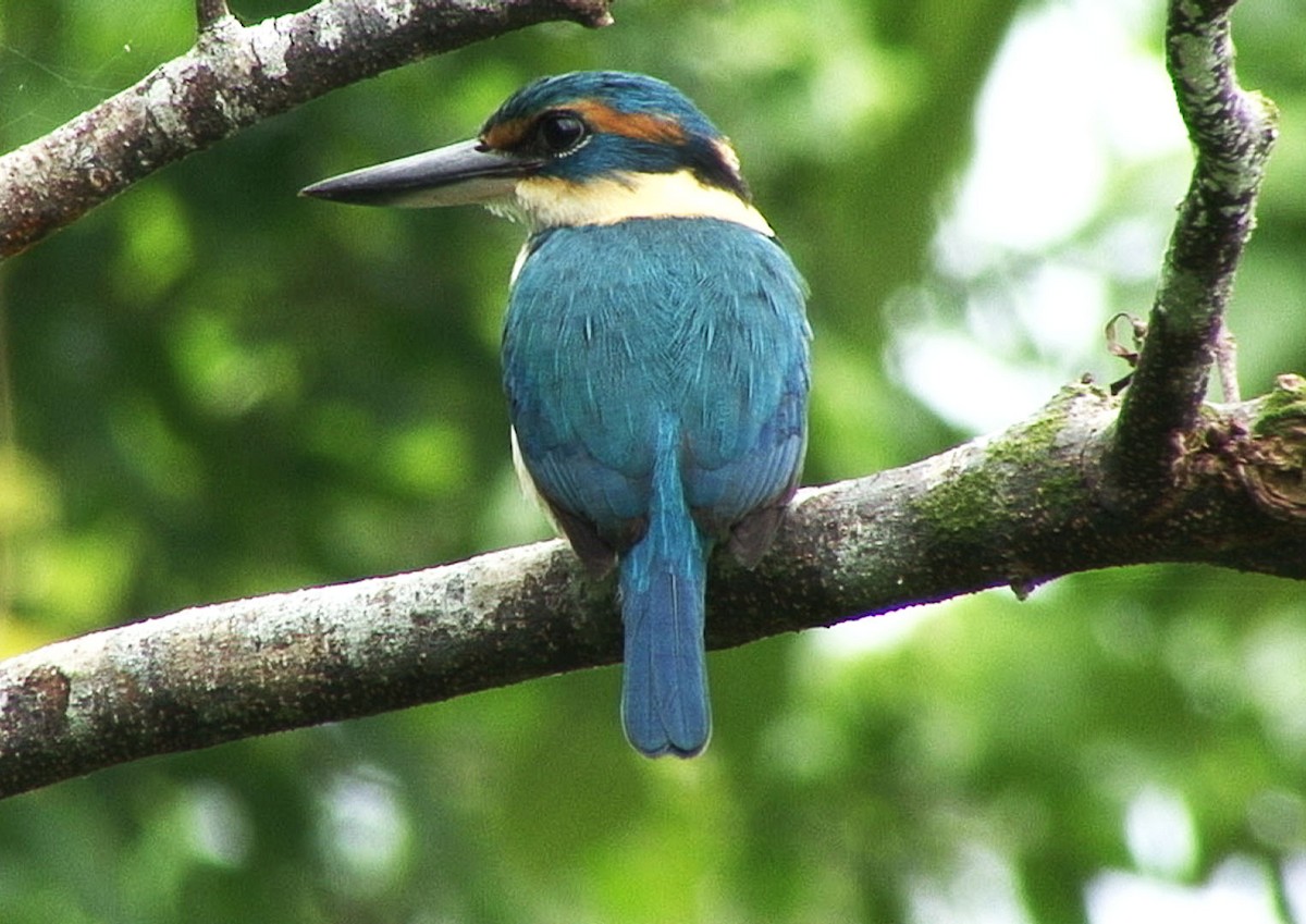 Pacific Kingfisher - ML205058491