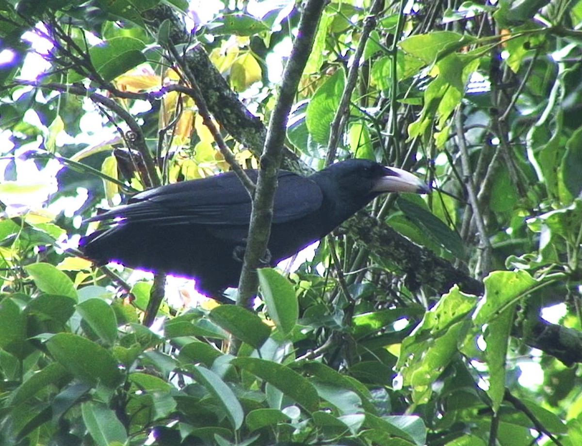 Guadalcanal Crow - ML205058531