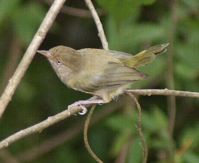 buskvireo (flavipes gr.) - ML205059241