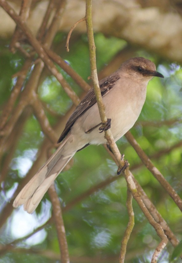 Tropical Mockingbird (Southern) - ML205059381