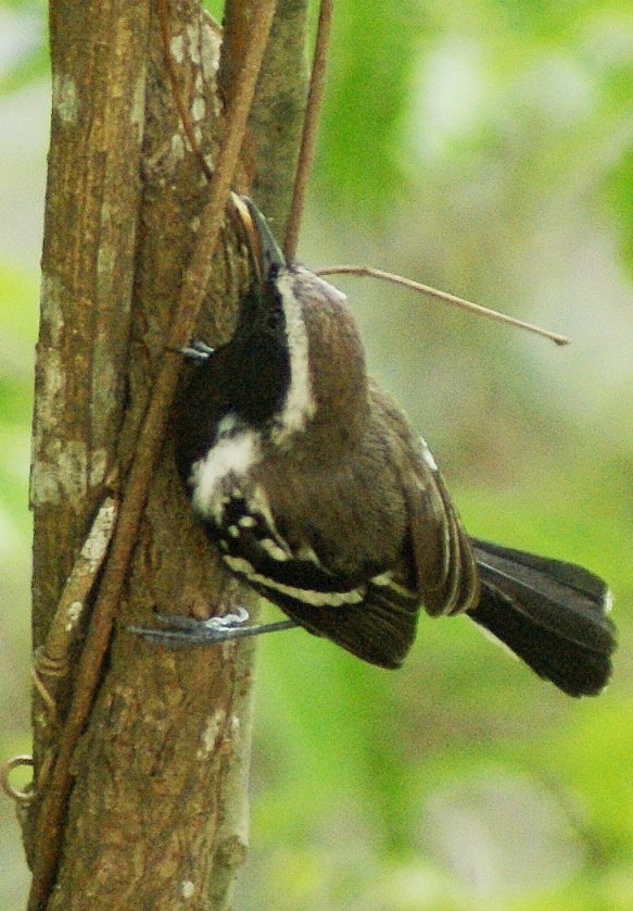 Northern White-fringed Antwren - ML205059391