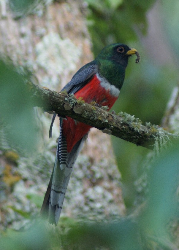 Collared Trogon (Collared) - ML205059421