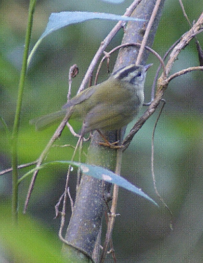 Three-striped Warbler (Venezuelan) - ML205059441