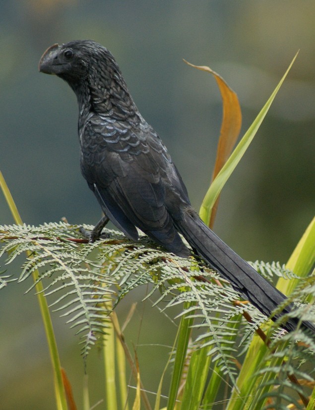 Smooth-billed Ani - ML205059571