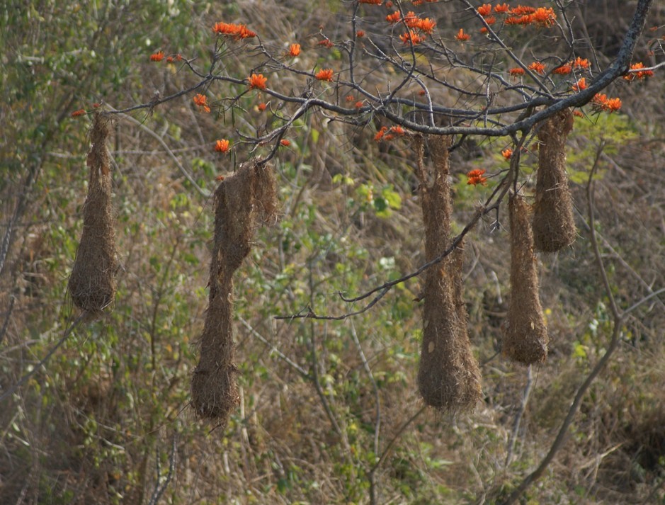 Crested Oropendola - ML205059581