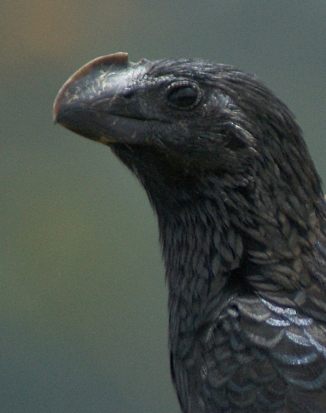 Smooth-billed Ani - Phil Gunson