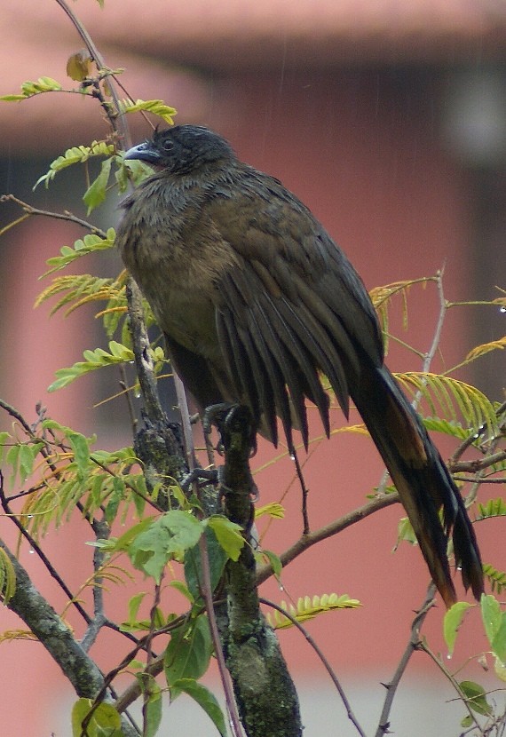 Rufous-vented Chachalaca (Rufous-tipped) - Phil Gunson