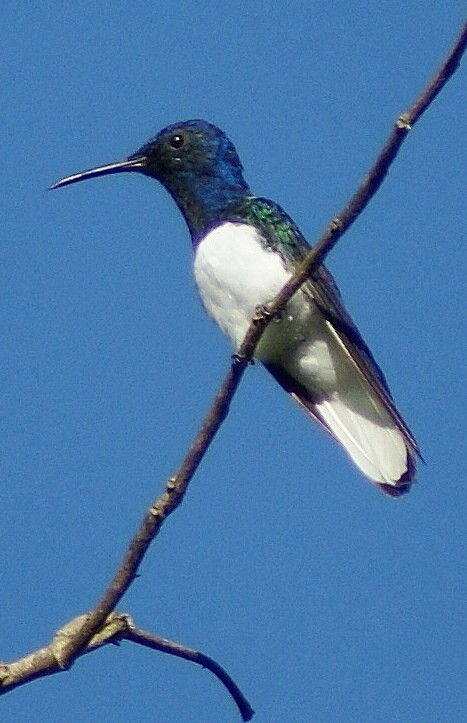 White-necked Jacobin - ML205059771