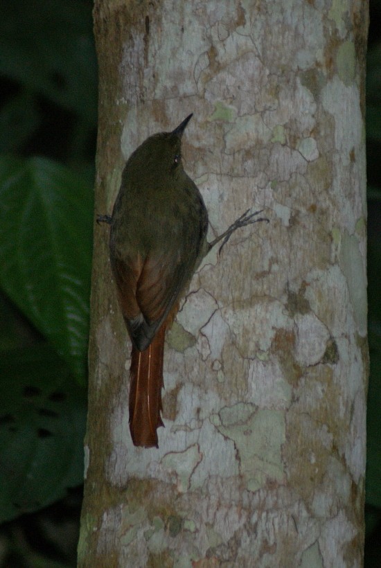 Olivaceous Woodcreeper (Grayish) - ML205059851