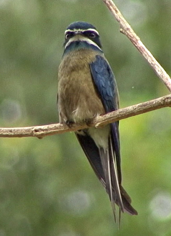 Whiskered Treeswift - Josep del Hoyo