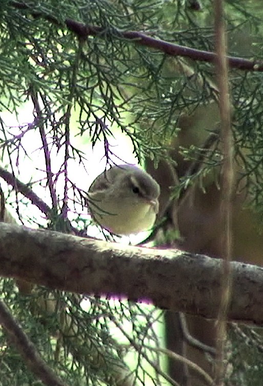 Tytler's Leaf Warbler - ML205059901