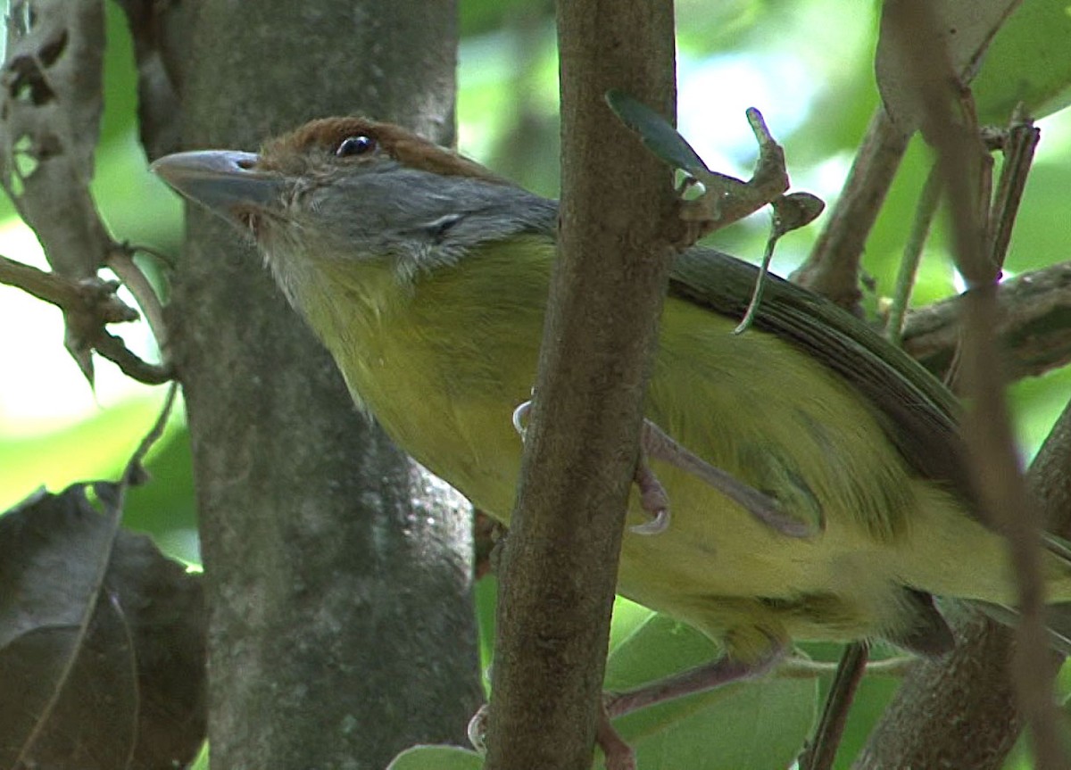 Rostbrauenvireo [gujanensis-Gruppe] - ML205060251