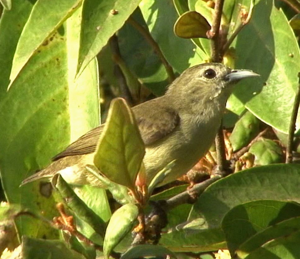 Nilgiri Flowerpecker - ML205060371