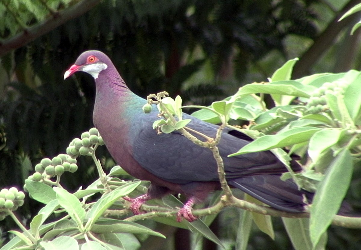 Metallic Pigeon - Josep del Hoyo