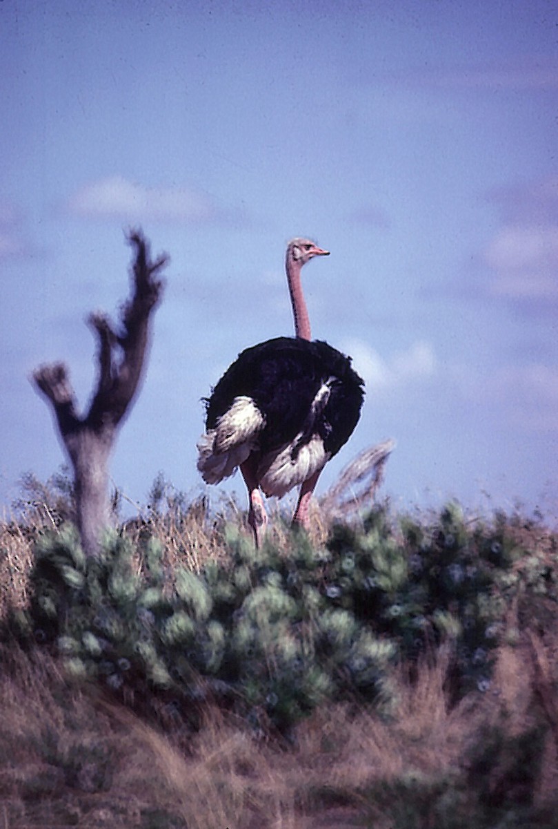 Common Ostrich - ML205060781