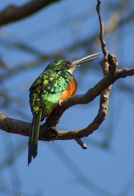 Rufous-tailed Jacamar (Rufous-tailed) - ML205061571