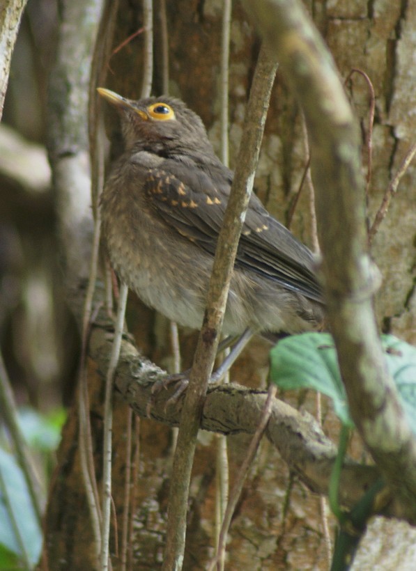 Spectacled Thrush - ML205061991