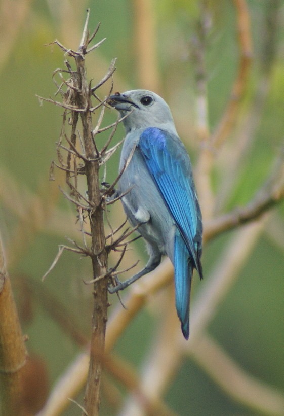 Blue-gray Tanager (Blue-gray) - ML205062001