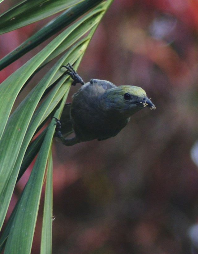 Palm Tanager - ML205062021