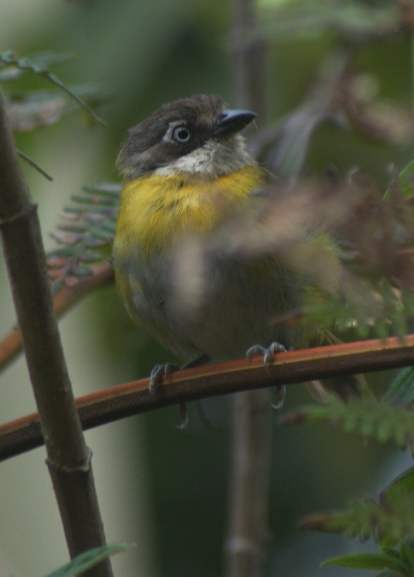 busktanagarspurv (venezuelanus gr.) - ML205062071