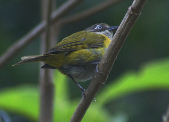 Clorospingo Común (grupo venezuelanus) - ML205062081