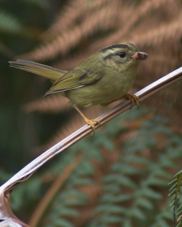 Three-striped Warbler (Venezuelan) - ML205062091