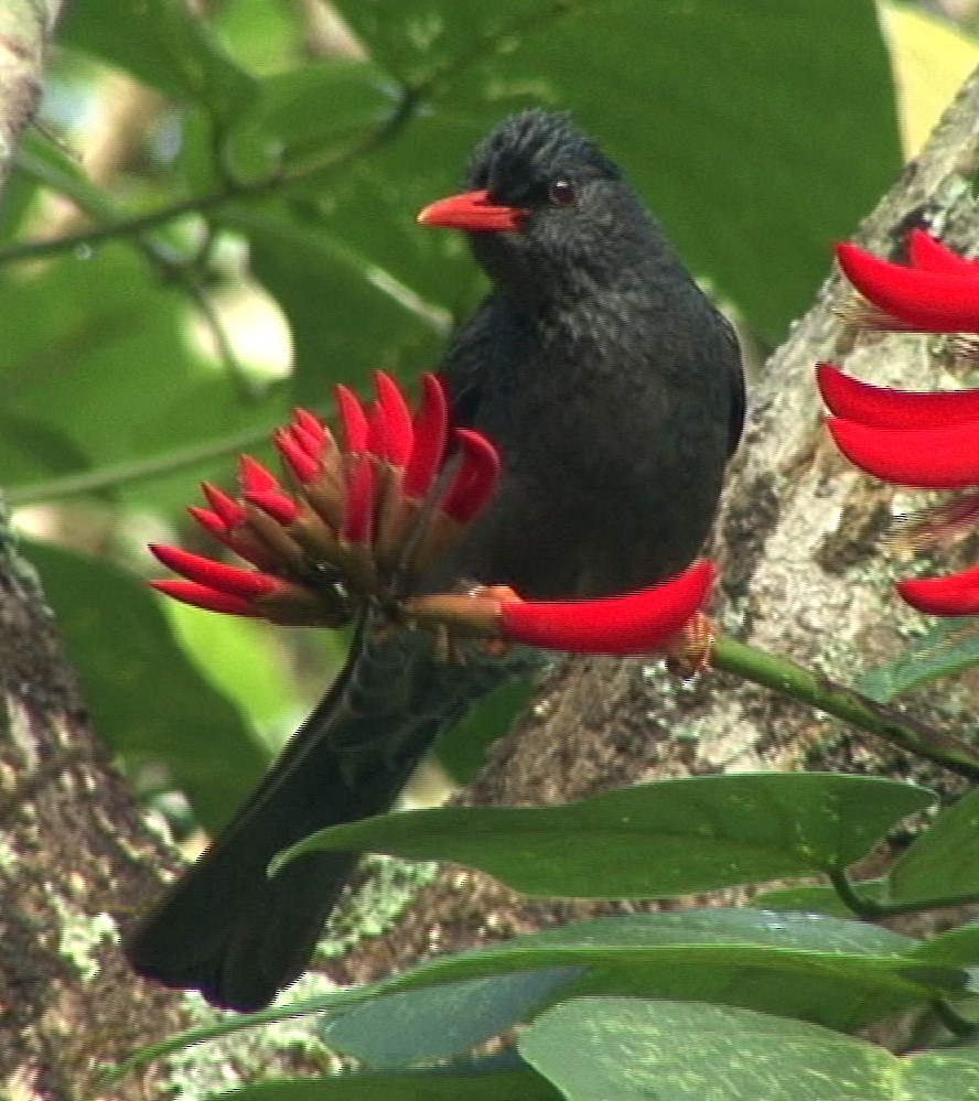 Square-tailed Bulbul (Indian) - ML205062141