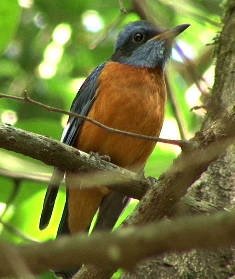 Blue-capped Rock-Thrush - ML205062161