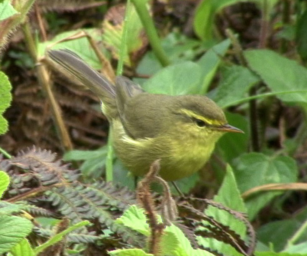 キバラムシクイ（affinis/perflavus） - ML205062171