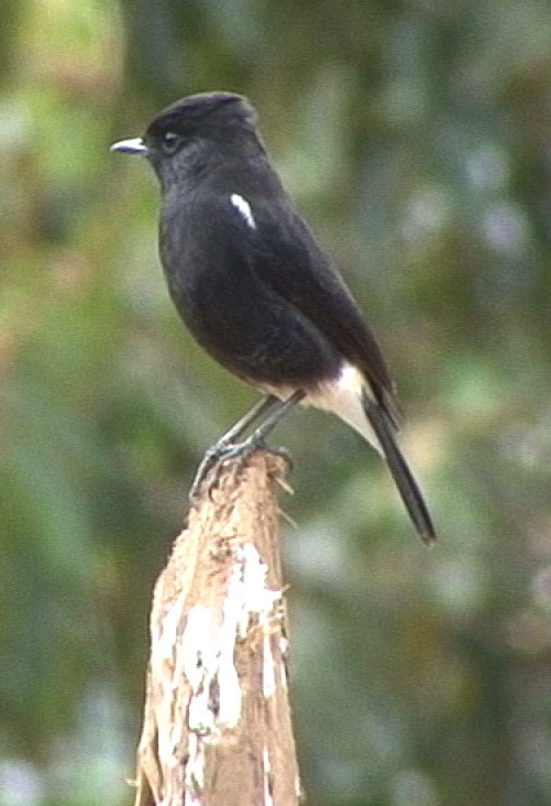 Pied Bushchat - ML205062191