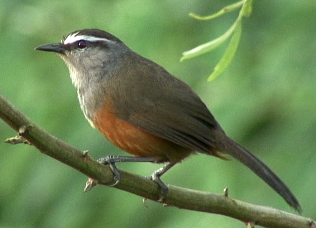 Palani Laughingthrush - ML205062201