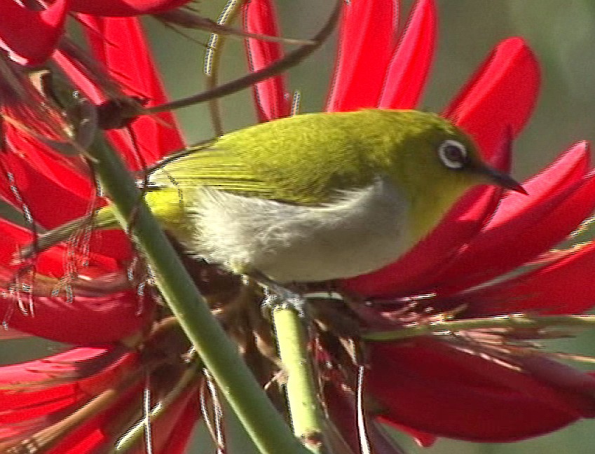 Indian White-eye - ML205062241