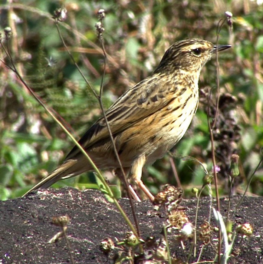 Pipit des Nilgiri - ML205062421