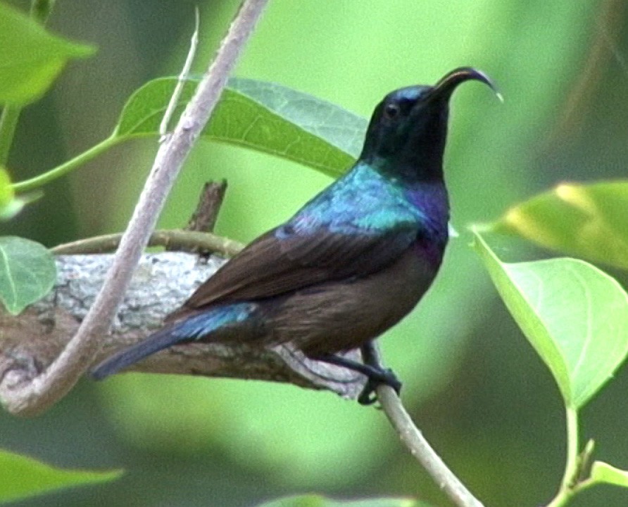 Loten's Sunbird - ML205062571