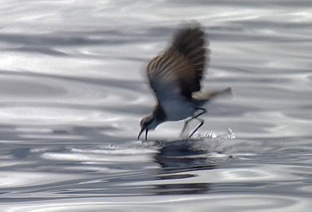 White-faced Storm-Petrel - ML205062741