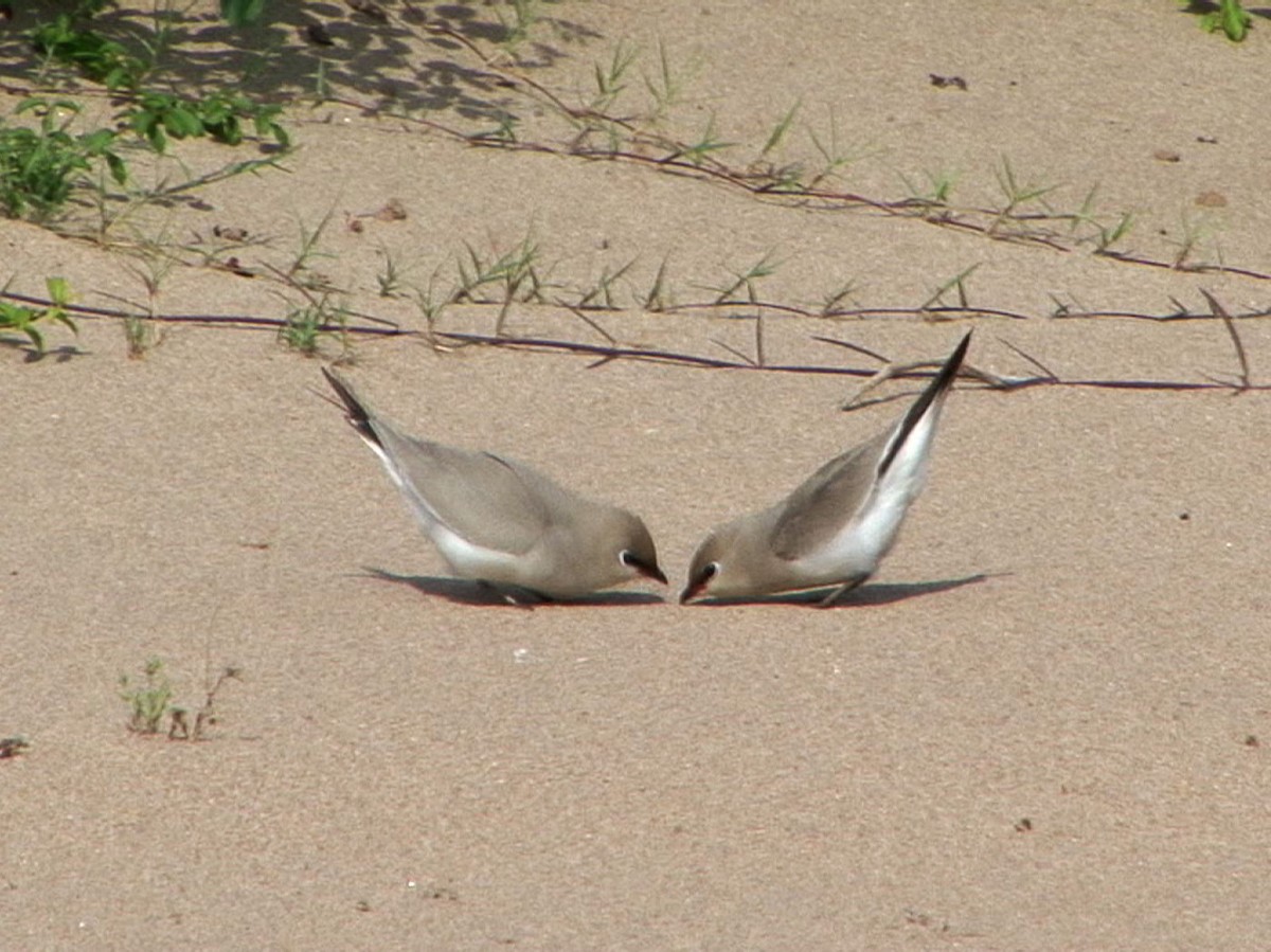 Small Pratincole - ML205062781