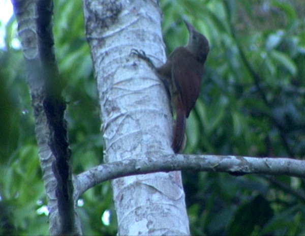 Uniform Woodcreeper (Brigida's) - Josep del Hoyo