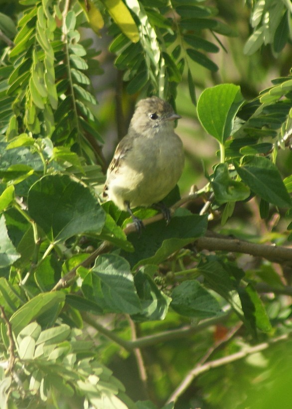 Lesser Elaenia - ML205063771