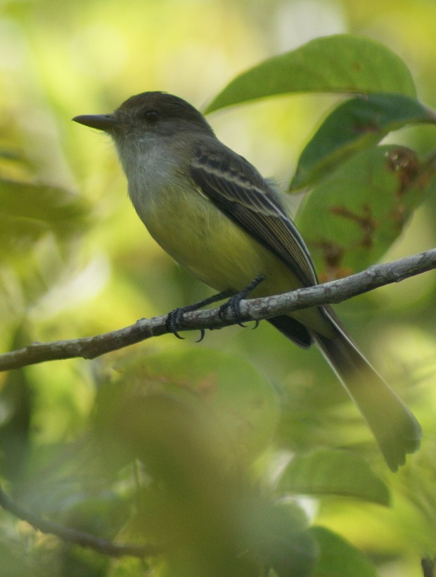 Pale-edged Flycatcher - ML205063981