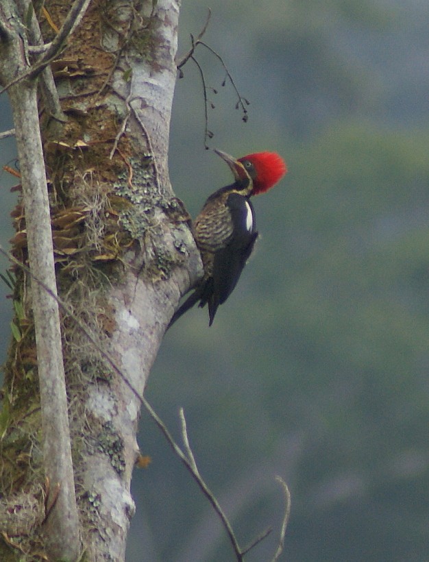 Lineated Woodpecker (Lineated) - Phil Gunson