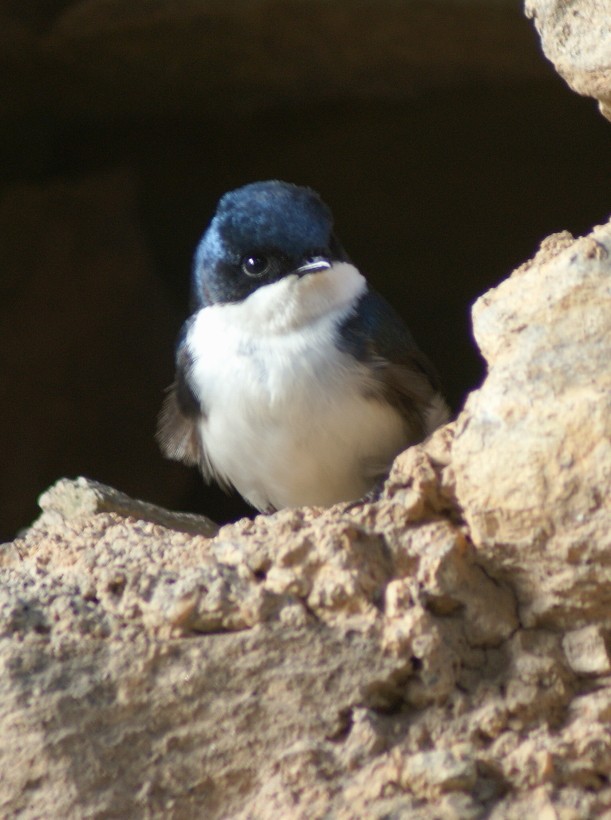 Blue-and-white Swallow (cyanoleuca) - ML205064201