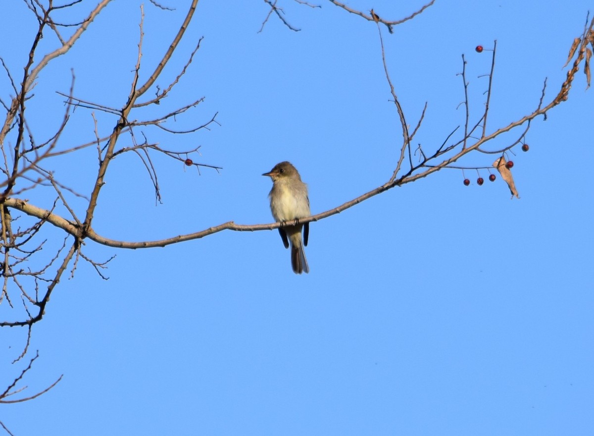 Eastern Wood-Pewee - ML20506431