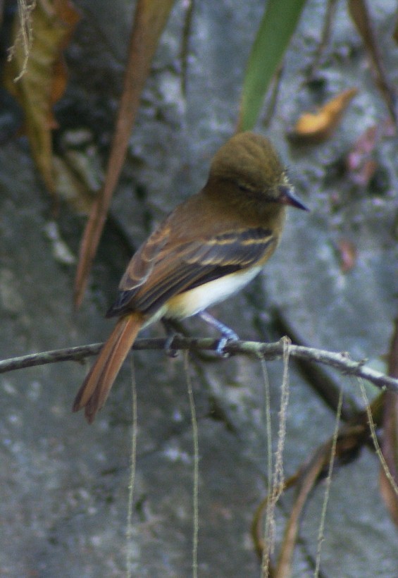 Gelbbürzel-Attilatyrann (spadiceus/uropygiatus) - ML205064441