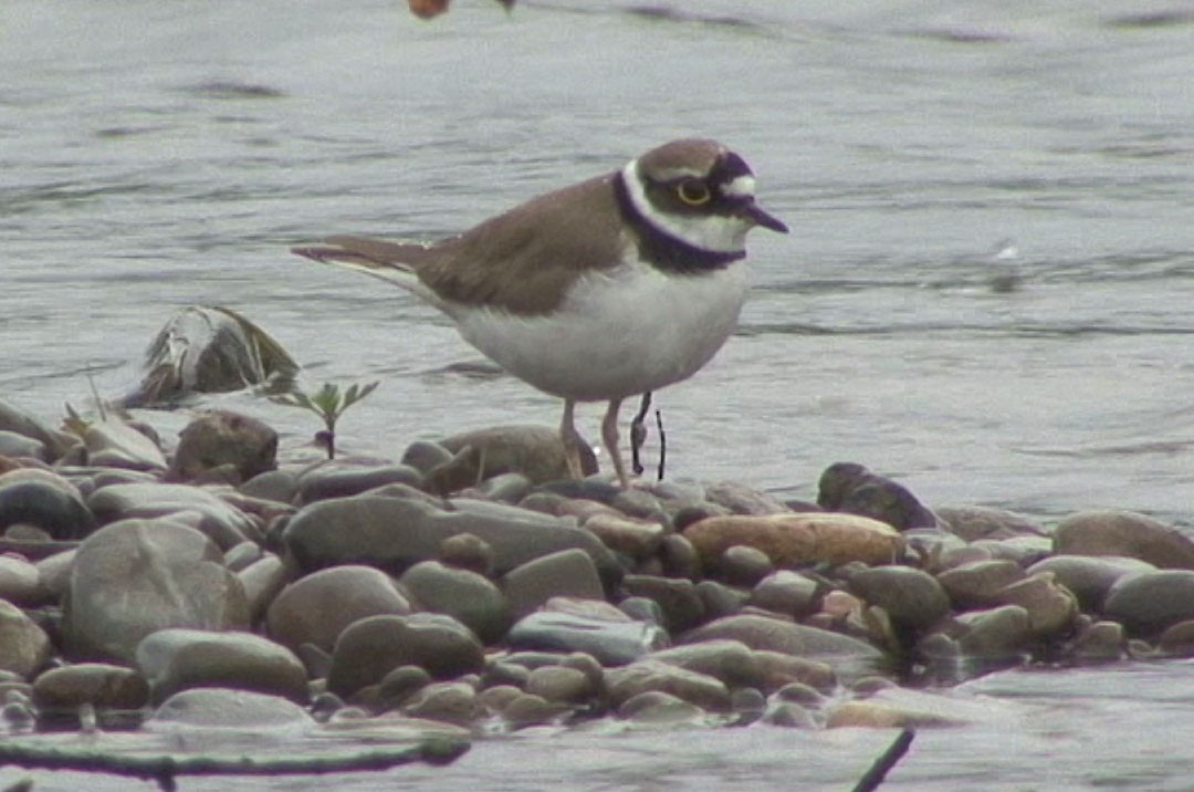 Little Ringed Plover (curonicus) - ML205064471